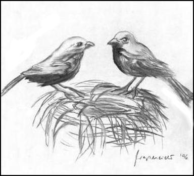 Vögel am Nest