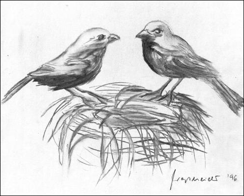 Vögel am Nest